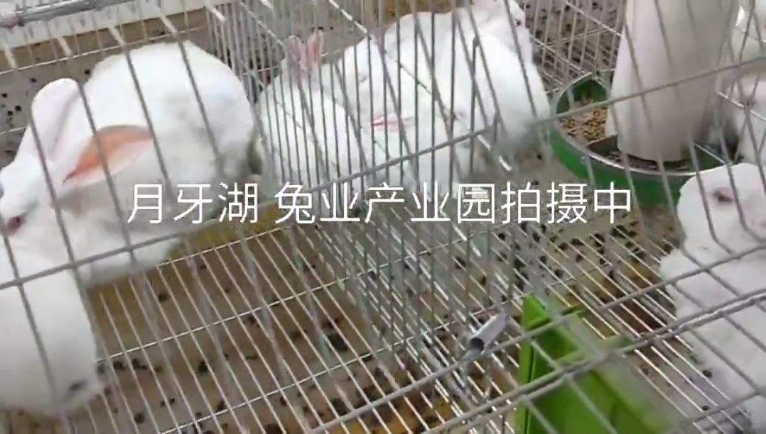 &#20061;&#28216;